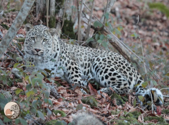 Завораживающая первая охота леопарда в нацпарке Сочи попала на видео