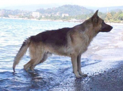 В Абхазии верный «Хатико» ждет три года своего хозяина из Москвы