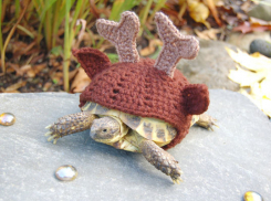 В Новороссийске готовят операцию по спасению черепах