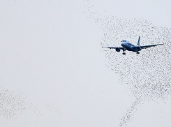 Самолет из Москвы чуть не рухнул из-за краснодарских птиц