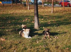 Муниципальный приют построят: в Краснодаре бездомные собаки нападают на горожан