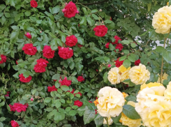 Актуальный Краснодар сегодня: тепло, но возможен дождь. Поем, танцуем и не работаем в поле и огороде. Не торопимся и сохраняем спокойствие 