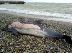 Названы истинные причины массовой гибели дельфинов в Туапсе