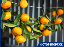 Настал оранжевый бум: где дешевле купить ноябрьские мандарины в Краснодаре
