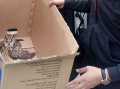  В Сочи местные жители спасли раненого совенка 