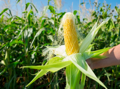 Кубань и Ростовская область дают стране 30 процентов урожая кукурузы