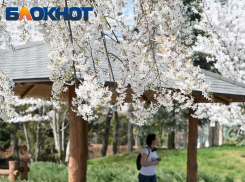 Утренний дайджест: среда встретит краснодарцев дождем и праздником программиста 