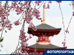 Словно попадаешь в другую страну: Японский сад в Краснодаре отмечает двухлетие