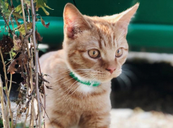 От -6 до +14: температура воздуха 5 января в Краснодарской крае будет разной