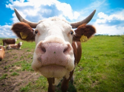 В Сочи создали комиссию по отлову бродячих коров 