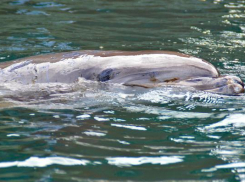 На Кубани умер дельфин Зевс, спасенный из силосной ямы