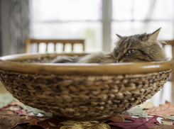 На Кубани спрогнозировали дожди 
