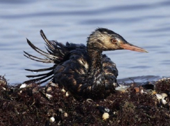 В Тамани из-за разрыва нефтепровода в море вылился мазут 