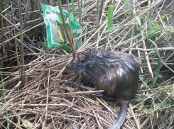 На Кубани неизвестные порезали нефтепровод, начали гибнуть животные