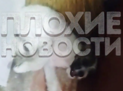 В Краснодарском крае школьница избивала на камеру щенка ради популярности в Интернете