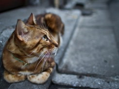 Высокая влажность ожидается 29 января в Краснодаре