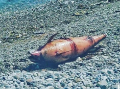 По факту загадочной массовой гибели дельфинов в Новороссийске возбудили уголовное дело