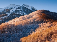 Кубанские лесополосы пройдут инвентаризацию