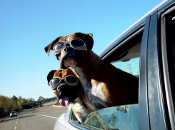 В Краснодаре автолюбители проведут пикет в защиту бездомных животных