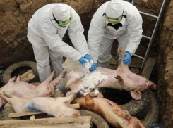 На Кубани из-за вспышки АЧС уничтожили 30 тыс. голов свиней 