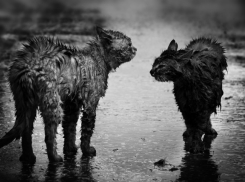 Сильные дожди пройдут на Кубани в конце рабочей недели