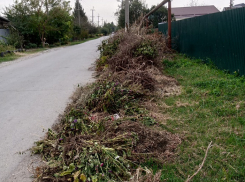 Пакеты с хламом и растительные отходы: станицу под Краснодаром завалили мусором