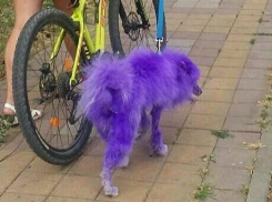 «Моя собственность - что хочу, то и делаю!» - краснодарка о фиолетовой собаке