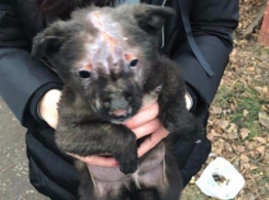 Щенка, которого облили бензином и подожгли, приютила семья из Краснодара