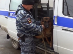 На Кубани немецкая овчарка Арис помогла задержать грабителя 