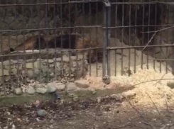 Краснодарцы предложили помощь Сафари-Парку по улучшению условий для животных