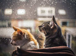  На Кубани прогнозируют дожди с грозами и мокрый снег 