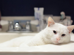  Температура на Кубани перевалит за 30 градусов, на побережье пройдут дожди 