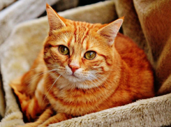 В Краснодаре пройдет кратковременный дождь с грозой