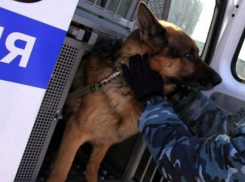  В Новороссийске одновременно нашли несколько подозрительных предметов 