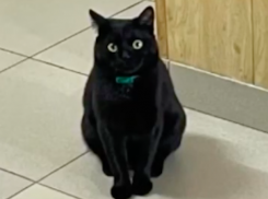 Пушистый сотрудник МЧС Дымок покорил сердца жителей Краснодарского края