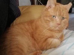 На Кубань пришли морозы 