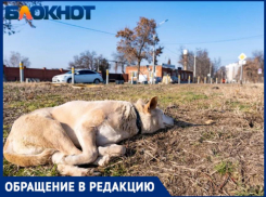 Бездомные собаки пугают жителей поселка Колосистый