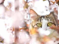 Тучи спрячут жителей Кубани от весеннего солнца