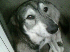  Жители Краснодара хотят поставить памятник безжалостно убитой бездомной собаке 