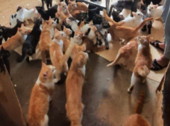 Жительница Краснодара поселила в однушку 50 котов