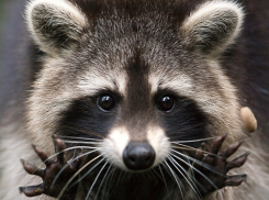 Жителей Апшеронска атакуют полчища голодных енотов 