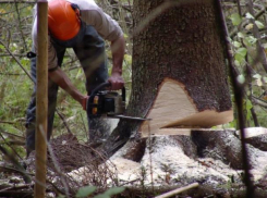 Черные лесорубы вырубили деревья в Апшеронском районе почти на 5 миллионов рублей