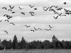 Кубанский календарь: птицы массово покинули Екатеринодар