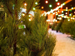 В Краснодаре определили 80 мест для ёлочных базаров