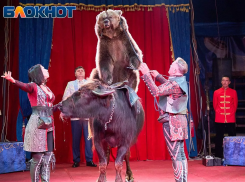 Медведи на буйволах и полёт без страховки: «Торнадо» ворвался в Краснодар с уникальным шоу