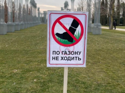 Просто пастбище: в парке «Краснодар» вытоптали газон и погубили нежный шафран 