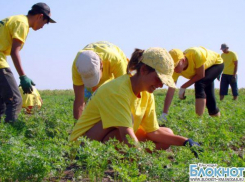 Краснодарских школьников трудоустроят на время летних каникул