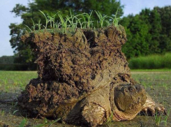 Краснодарцы взбешены передачей про «плоскую землю»