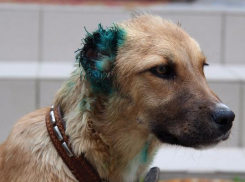 Рабочие отрезали уши выросшей на стройке собаке