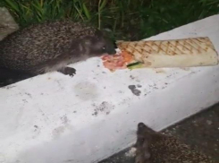 В сети набирают популярность жующие краснодарскую шаурму ежи